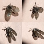Motmuggen bestrijding: Heeft u last van motmuggen, kleine grijze motjes?